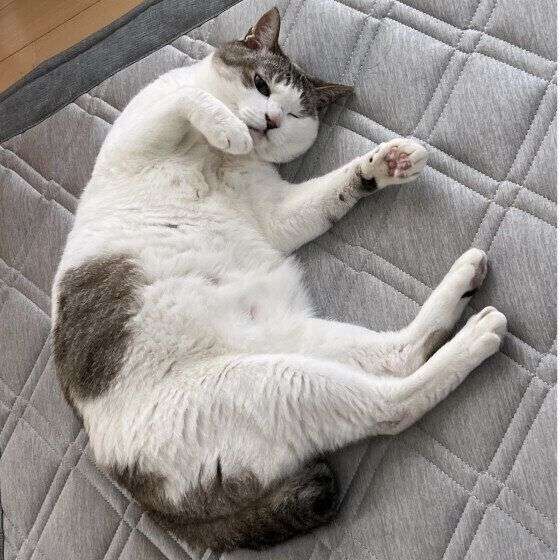いつの間にかそっくり？猫と飼い主さんは似るのか獣医師が解説