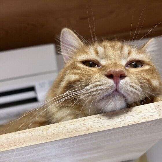 いつの間にかそっくり？猫と飼い主さんは似るのか獣医師が解説（ねこのきもち WEB MAGAZINE） - Yahoo!ニュース