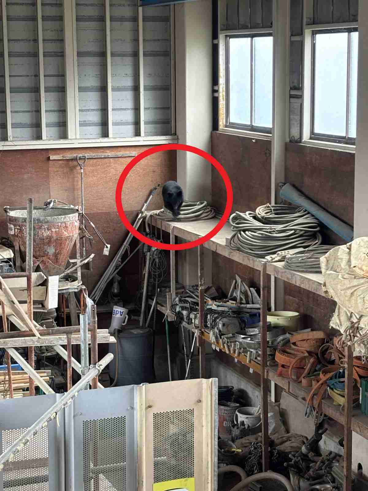 【LIVE配信中】「クマがうろついている。会社の建物内に立てこもった」　阿賀野市の会社建物内にクマが閉じこもり《新潟》（2025年10月31日掲載）｜TeNY NEWS NNN