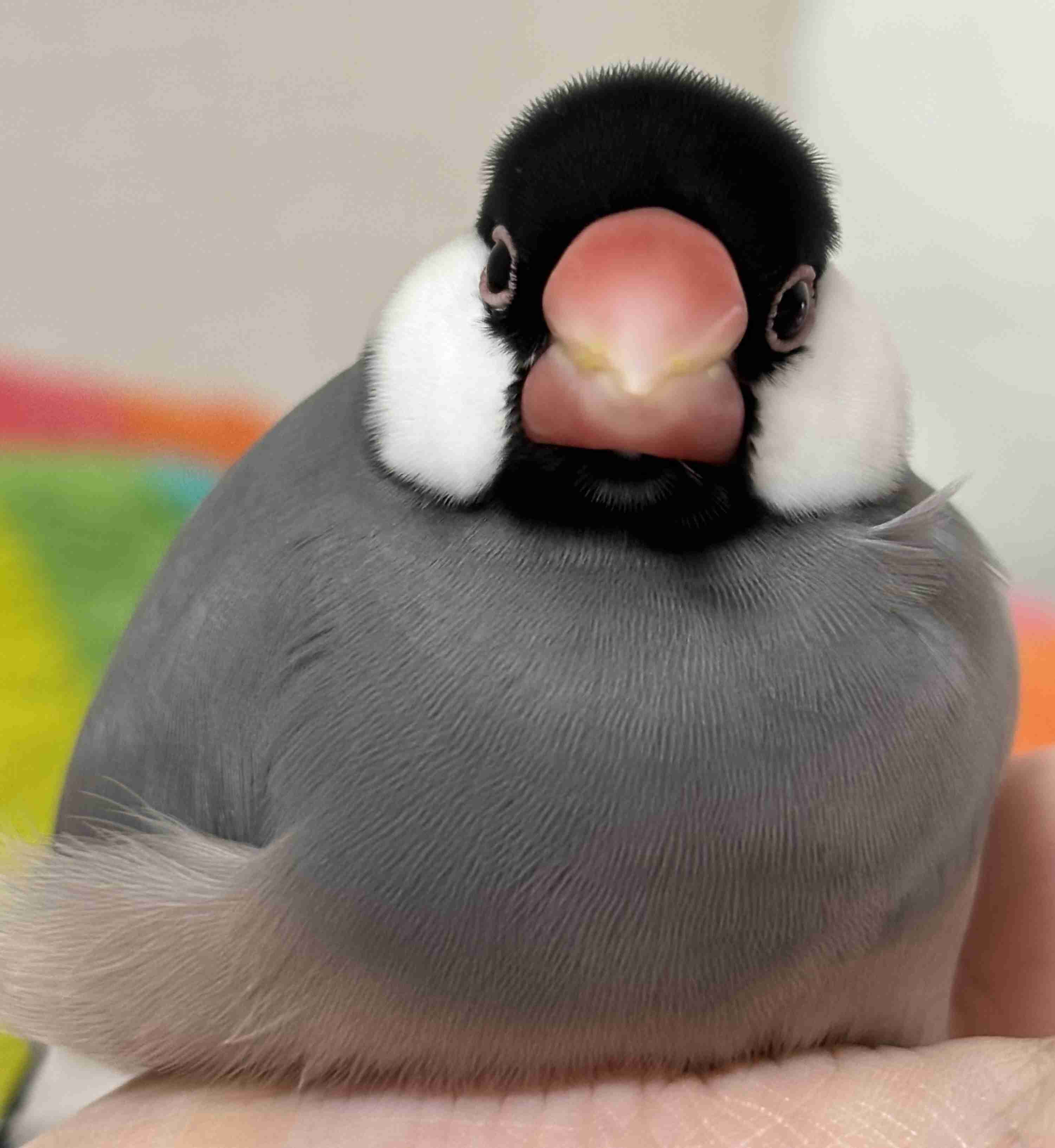 【癒し】モフモフ