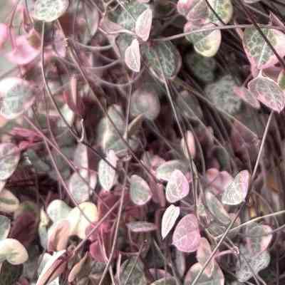 直近で購入した・したい植物