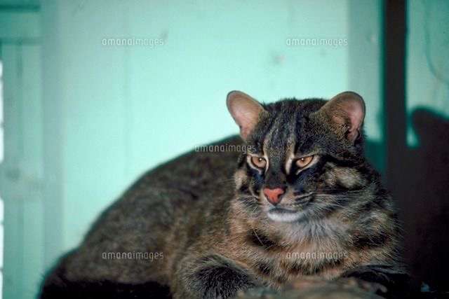絶滅危惧種の動物が見たい