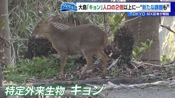 伊豆大島に特定外来生物「キョン」が大繁殖 人口の2倍以上が生息“市街地に出没”|ニュース|TOKYO MX