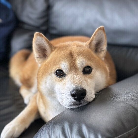 【調査】犬が好きな場所は？ ソファや人の足元を好む理由｜獣医師解説