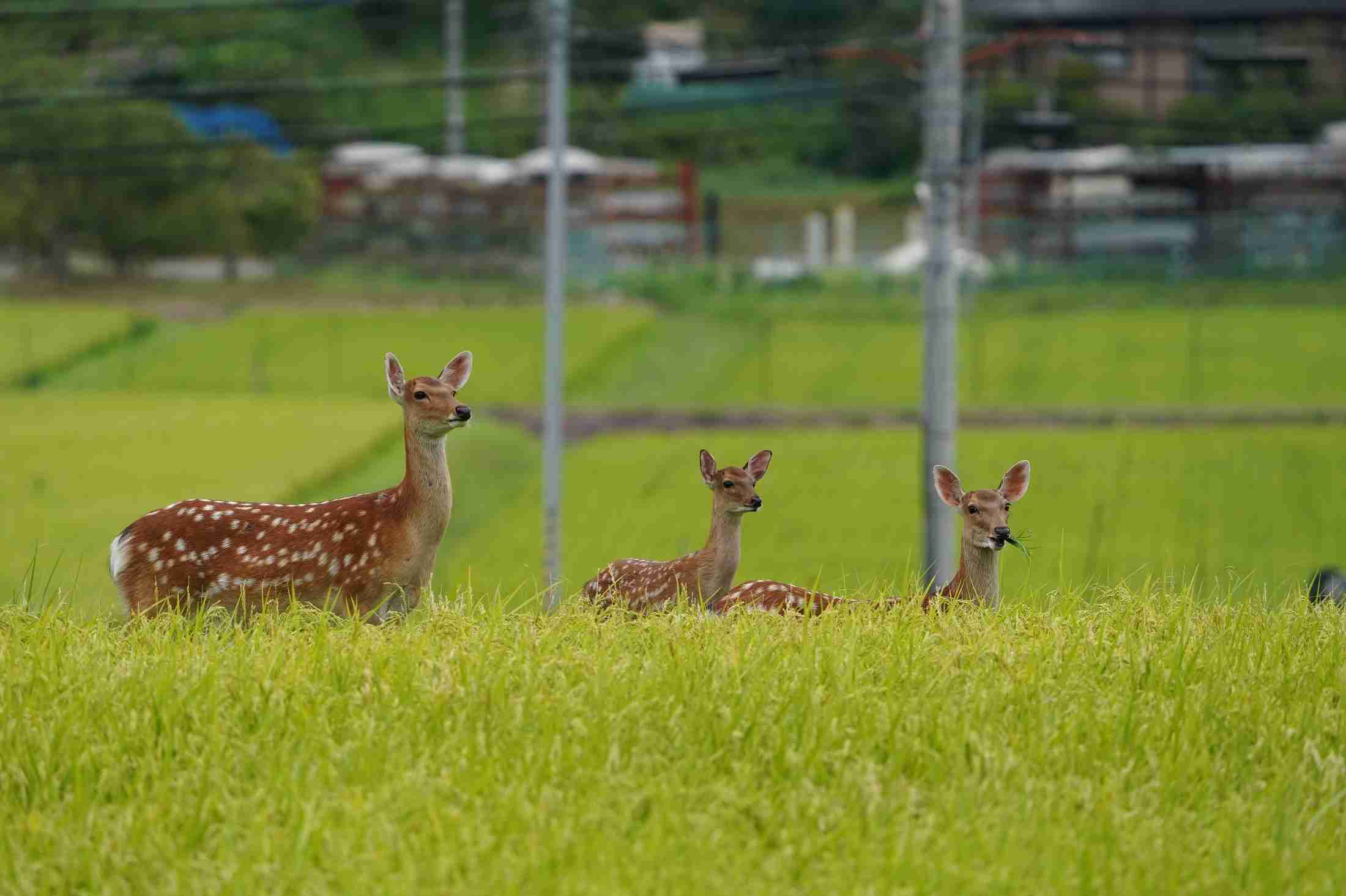 シカに襲われ女性負傷　餌場主張の行為？繁殖期で注意必要　「殺されるかと思った」／兵庫・丹波篠山市（丹波新聞） - Yahoo!ニュース