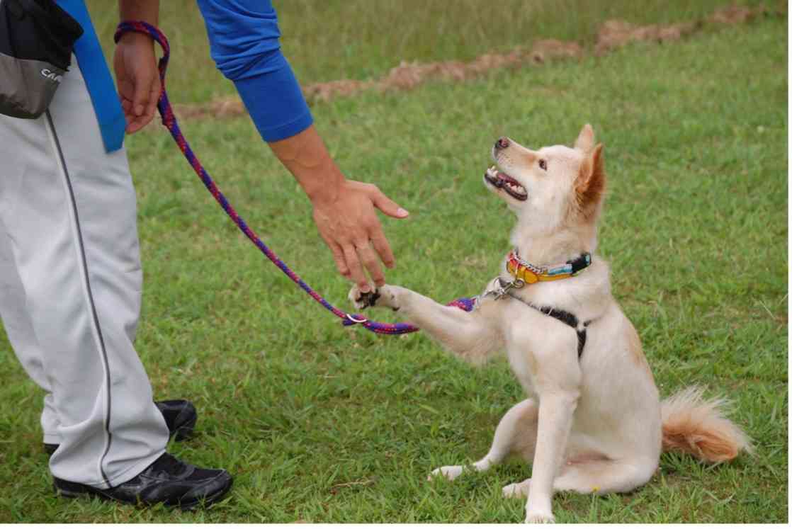 「動物介在活動」第5回 日本初 少年院での動物介在教育矯正プログラム – AWGs