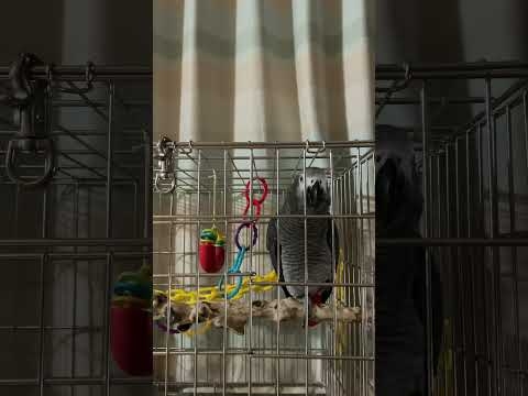 ババアシネ、インコです(death) #ヨウムのキクノスケ