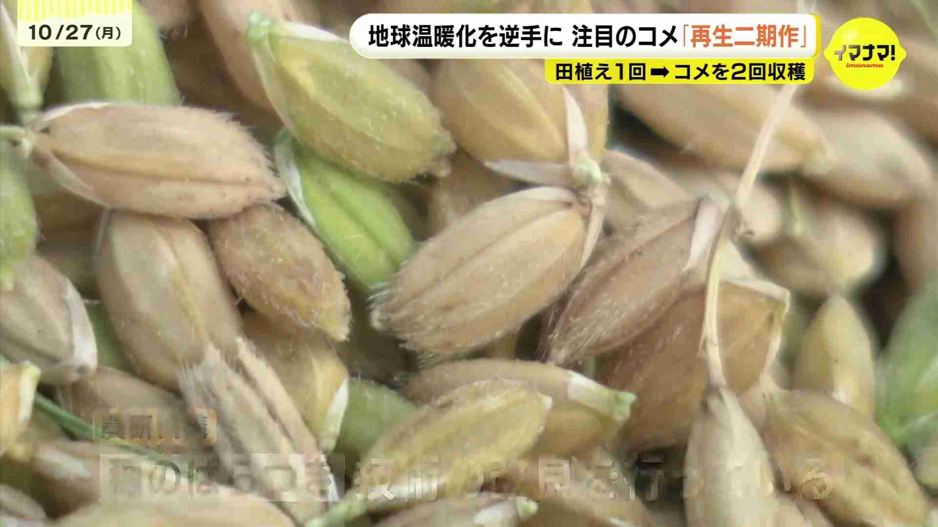 田植え1回でコメ2回収穫　地球温暖化を逆手に「再生二期作」　広島・尾道市の農業法人で2回目の収穫　（RCC中国放送） - Yahoo!ニュース