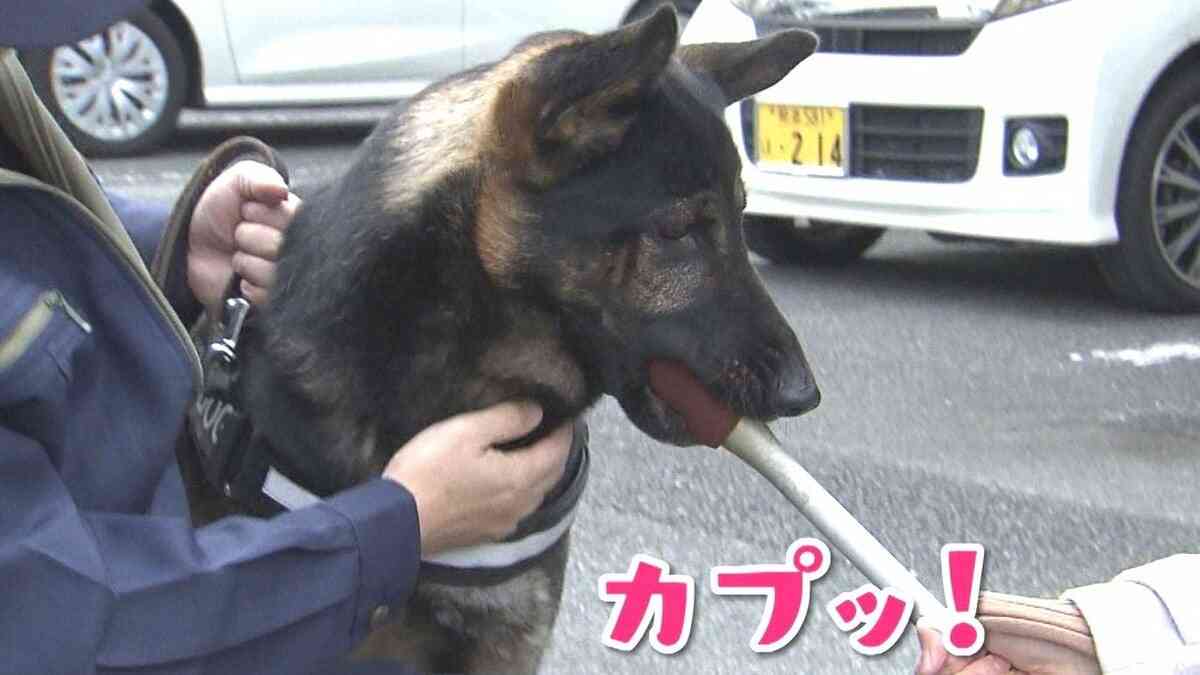 「犯罪抑止対策犬」にゴールデンレトリバー、柴犬、トイプードルの三匹を任命　三重県警
