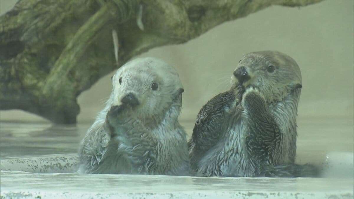 ラッコの24時間ライブ配信“カスハラ”対応で飼育員にモザイク処理  三重の鳥羽水族館  不適切な言動や問い合わせから従業員守るため | TBS NEWS DIG (1ページ)