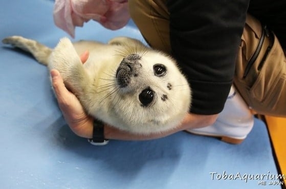 「目がウルウル」「ぬいぐるみのよう」と話題のバイカルアザラシ赤ちゃん、飼育員さんにかわいさの理由を聞いてみた | ORICON NEWS