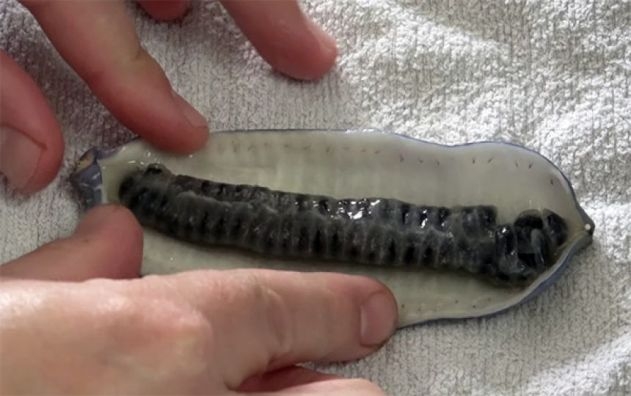 「死者の指」と呼ばれる青く奇妙な果実がある。しかも食べられる