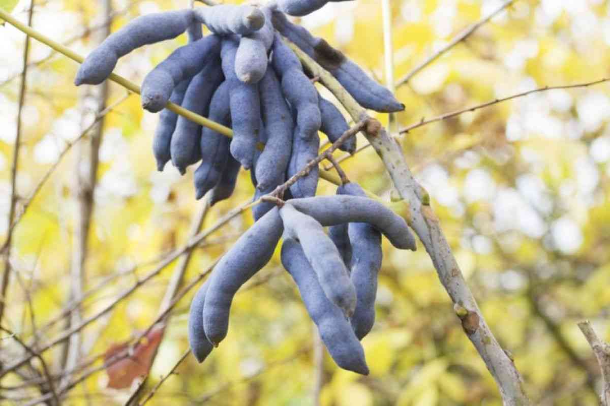 「死者の指」と呼ばれる青く奇妙な果実がある。しかも食べられる | カラパイア