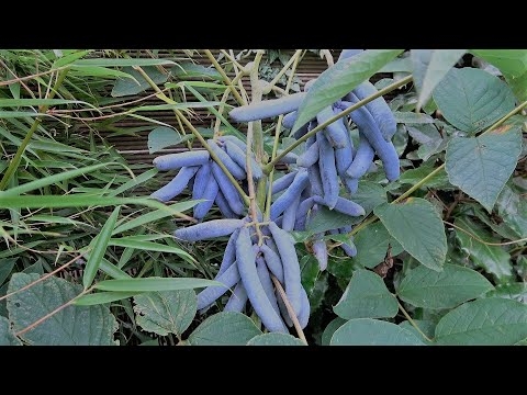Decaisnea fargesii, Strange Blue Sausage Fruit