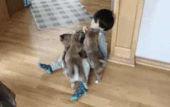 人間と動物が一緒に写ってる画像トピ