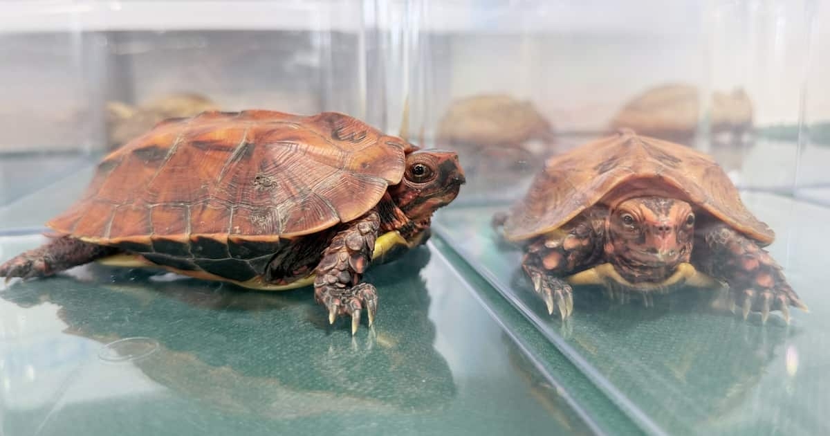 中国人4人「やんばるの森」や離島で密猟か　ビスケットと偽り絶滅危惧種のカメを大量密輸　ゆんたく通信（５）　 - 産経ニュース