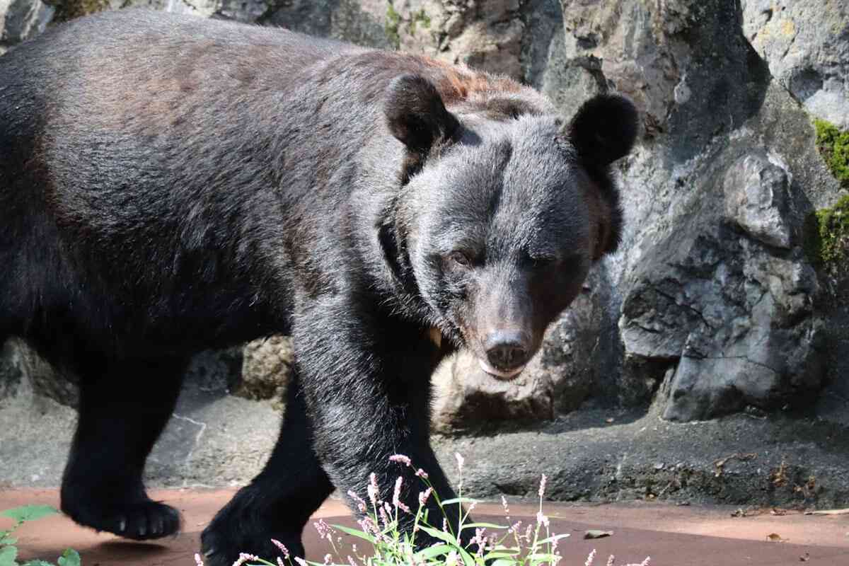 山中には頭と胴体が離れた遺体、温泉旅館には血痕とメガネが残され…専門家は人とクマの距離が異常に近づいていることを問題視