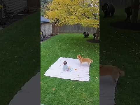 自宅監視カメラ映像！熊から赤ちゃんを守る柴犬！続き動画はお待ち下さい！#監視カメラ #防犯カメラ #柴犬 #熊 #赤ちゃん #奇跡の瞬間 #動物の本能 #感動映像 #犬の勇気 #shorts