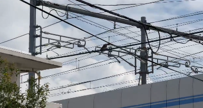 都内の線路上の電柱にタヌキ　西武池袋線で一時運転見合わせ