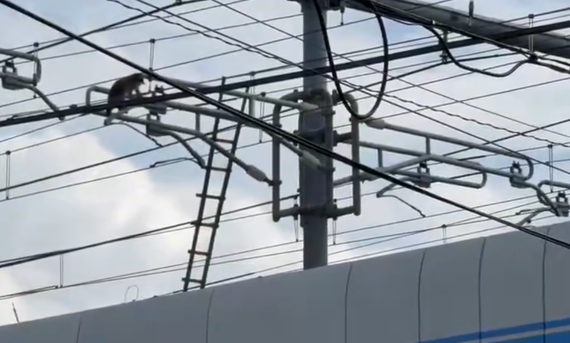 都内の線路上の電柱にタヌキ　西武池袋線で一時運転見合わせ