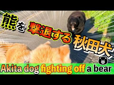 【貴重映像】散歩中に熊に襲われた時、秋田犬が熊を撃退する様子