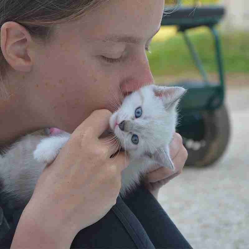 【獣医師監修】猫吸いの危険性に注意！感染症や猫のストレスなど気をつけるべきことは？