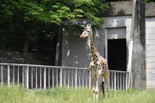 東山動植物園のアミメキリン「トリノ」お別れ　歩けなくなり、転んで水堀に　19歳で死ぬ- 名古屋テレビ【メ～テレ】