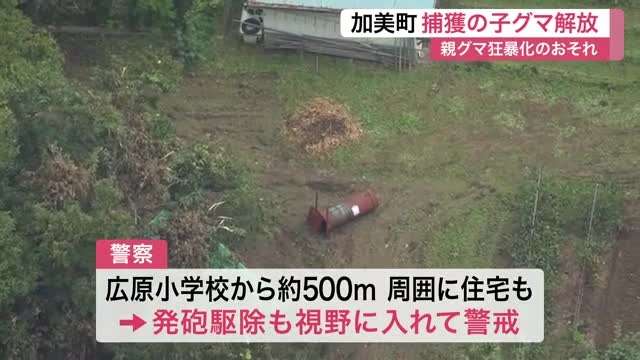 わなにかかった子グマのそばを親グマが離れず 約3時間後に解放 現場は小学校から約500メートル