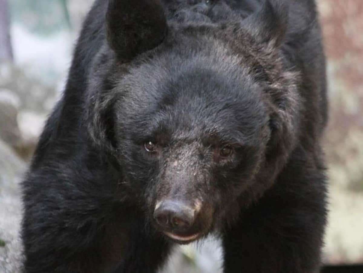 クマ銃猟に抗議して農産物「不売運動」呼びかけ　愛護家の投稿に県人会は反発「秋田産を応援して」: J-CAST ニュース