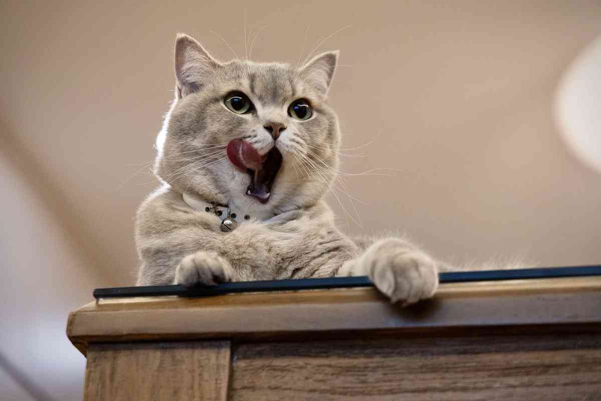 写真家・岩合光昭、「ネコ歩き」撮影中。“確信犯的に邪魔する”猫に「またやられています」