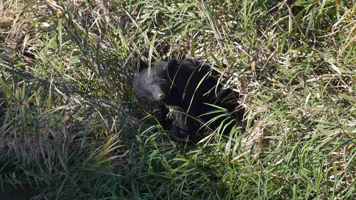 盛岡市中心部にクマ出没、中央公民館付近の住宅街で行方分からなくなる　朝の官庁街に不安 | 岩手日報ONLINE
