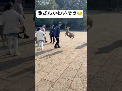 奈良公園の鹿を蹴る中国人をへずまりゅうが成敗！！　#shortvideo #shorts #奈良  #奈良公園 #鹿 #おすすめ