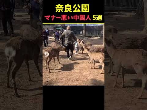 奈良公園の鹿に暴行する中国人観光客 #shorts