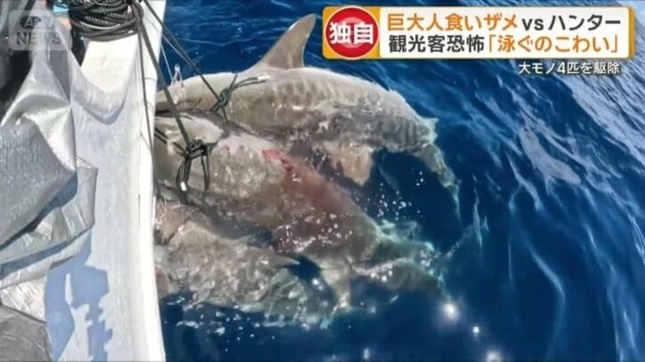 沖縄・宮古島5m巨大人食いザメ ジョーズ級vsハンター死闘 漁業&観光業に深刻影響
