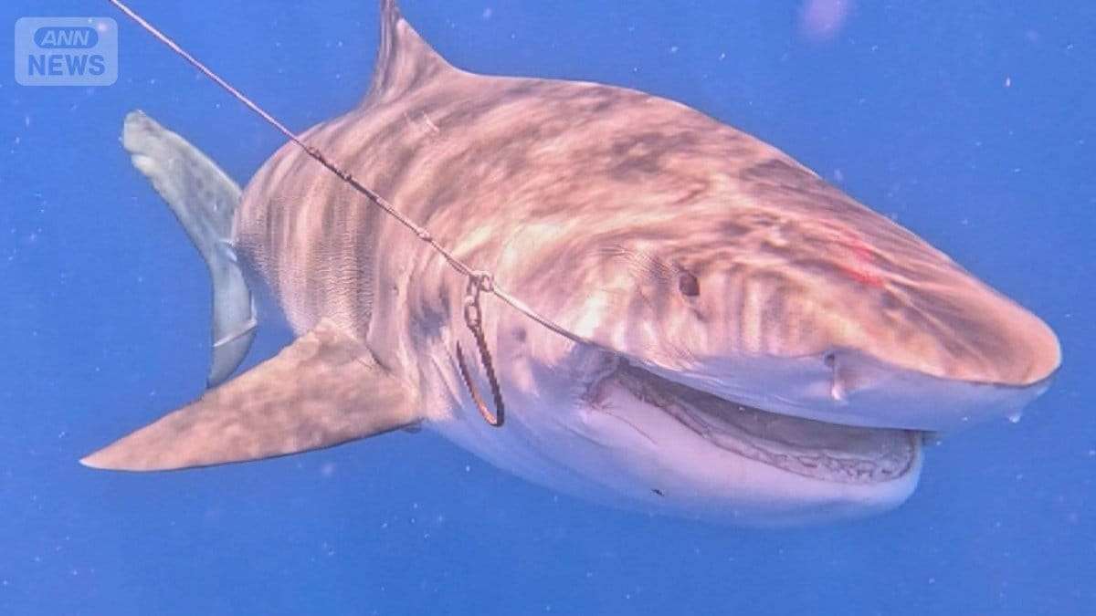 沖縄・宮古島5m巨大人食いザメ　ジョーズ級vsハンター死闘　漁業＆観光業に深刻影響 | 国内 | ABEMA TIMES | アベマタイムズ