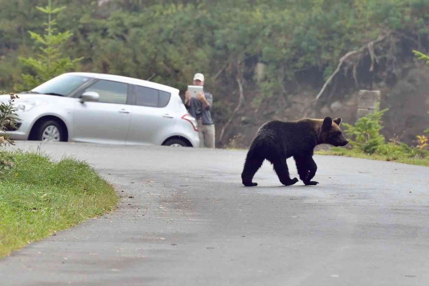 クマの「人間を盾にした子育て」が軋轢の原因に｜ドングリ凶作は一要因【クマとの共存。vol.4】 | YAMAP MAGAZINE