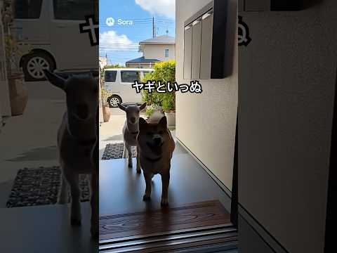 ヤギといっぬ #柴犬 #shorts
