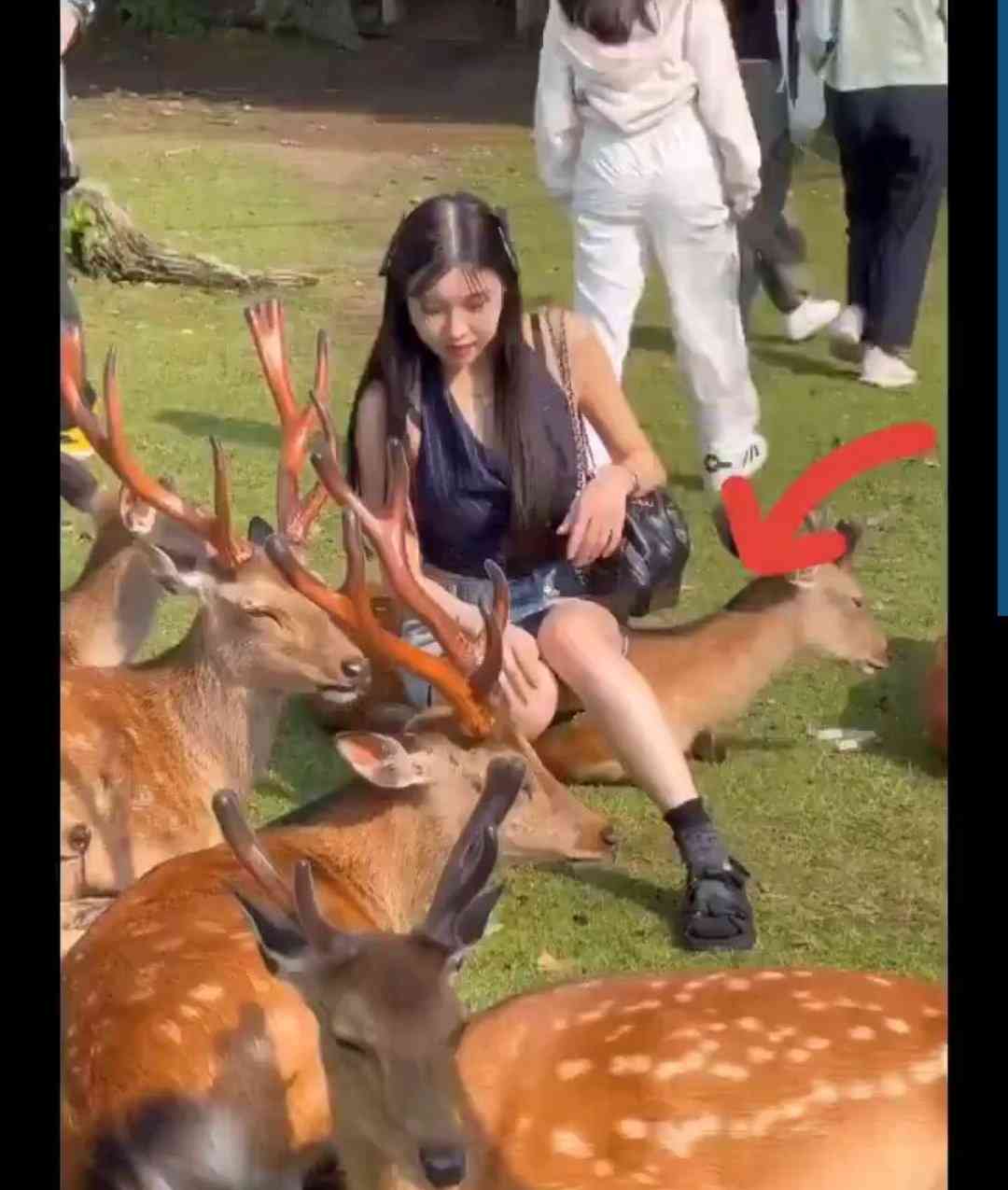 奈良公園のシカめぐる報道で日テレが声明「中傷、迷惑行為は慎んで」