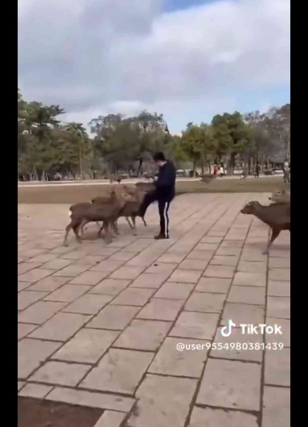 奈良公園のシカめぐる報道で日テレが声明「中傷、迷惑行為は慎んで」