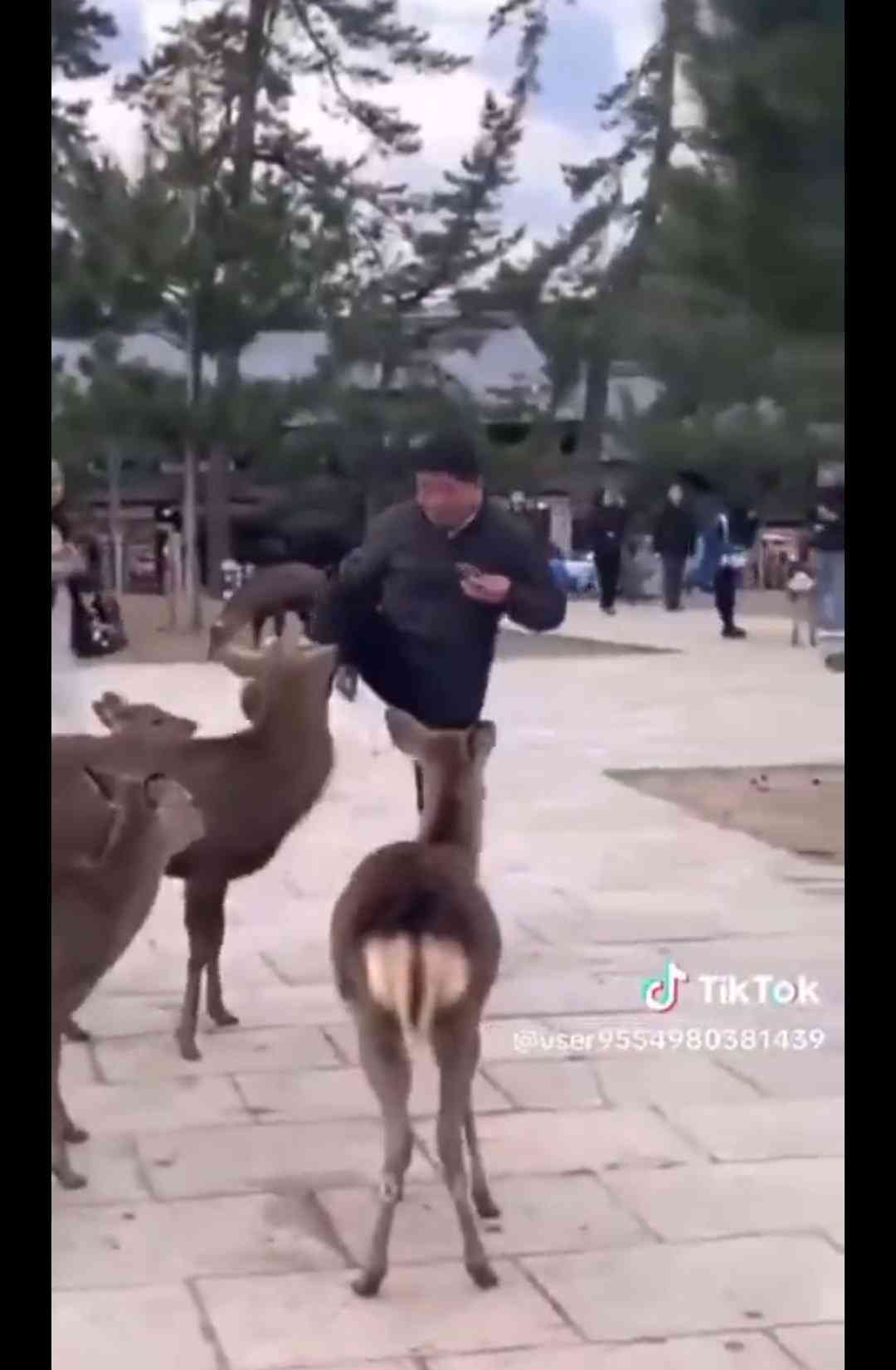 奈良公園のシカめぐる報道で日テレが声明「中傷、迷惑行為は慎んで」