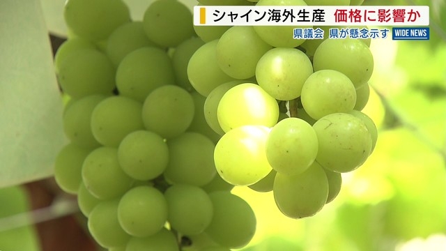 シャインマスカット海外生産に県が懸念 「旬が薄れハウス栽培の価格に影響」 「品質劣るとブランド低下」 山梨（YBS山梨放送） - Yahoo!ニュース