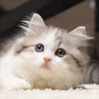 【癒し】モフモフ