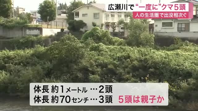 広瀬川河川敷で“一度に”クマ５頭　ＪＲ仙台駅から約３キロ（仙台放送） - Yahoo!ニュース