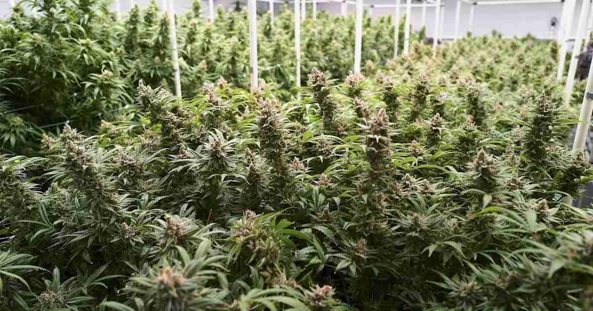大麻の医薬品利用、日本で可能に 「質で勝負」スタートアップに商機 - 日本経済新聞