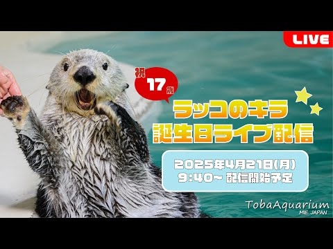 《鳥羽水族館》ラッコ「キラ」㊗17歳！誕生日ライブ配信