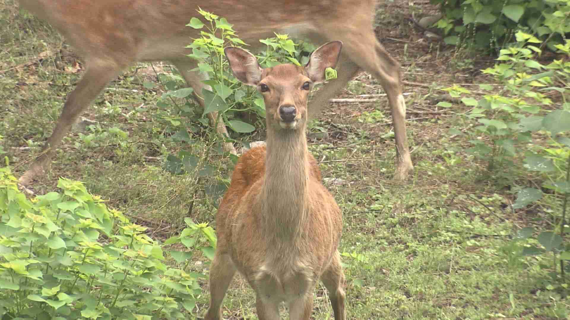 急増し事故等相次ぐ…京都市で殺処分予定の野生シカ “名古屋城 内堀”での受け入れ検討 現在は2頭で絶滅の危機（東海テレビ） - Yahoo!ニュース