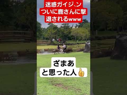 鹿にボウ、力を振るったガイジ、ンが遂に反撃されてしまうww#奈良公園の鹿 #へずまりゅう#おすすめ