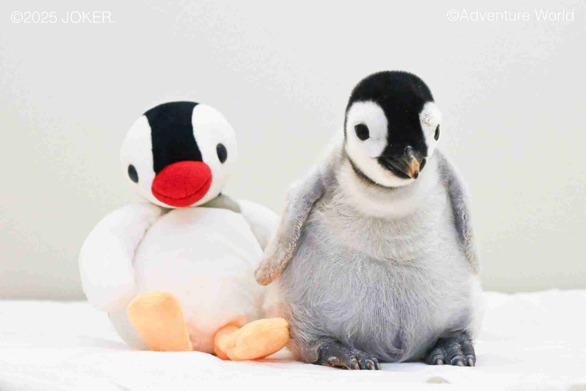 ペンギンを愛でる（めでる）トピ