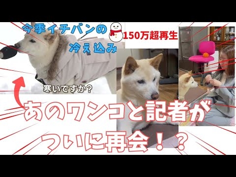 再生回数154万回超！あの｢バズり犬」と記者が再会！多彩な芸を披露