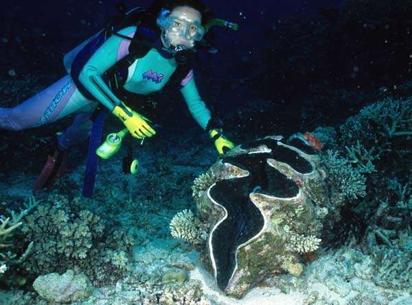 【閲覧注意】巨大生物を語るトピ